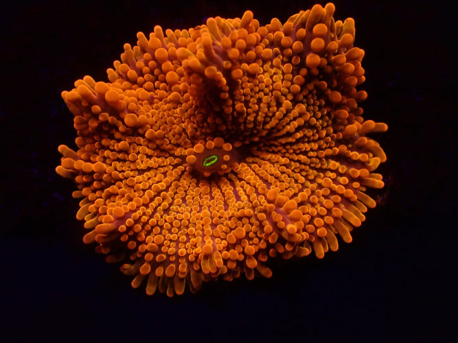 Genoppte Scheibenanemone (Ricordea yuma) (Orange) (Ultra) (1 ear)