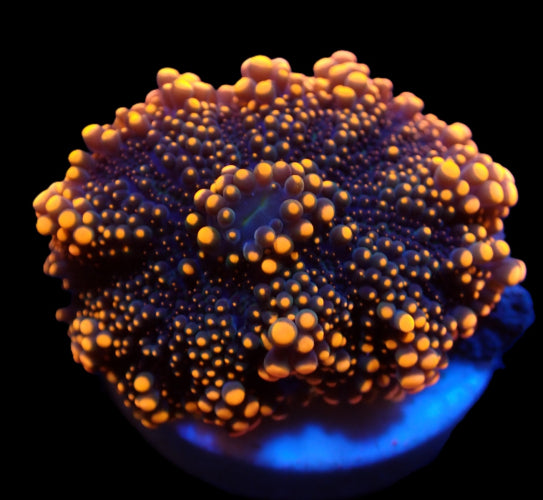 Genoppte Scheibenanemone (Ricordea yuma) (Orange) (1 ear)