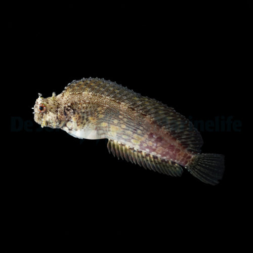 Salarias fasciatus – ślizg algowy