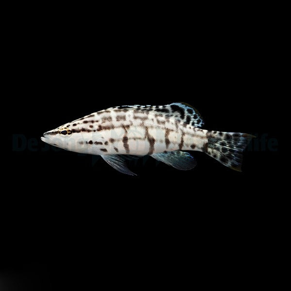 Serranus tigrinus Nachzucht