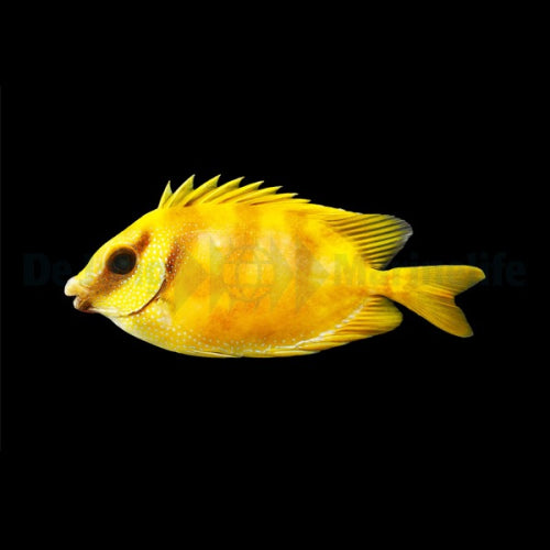 Indischer Korallen-Kaninchenfisch (Siganus corallinus)