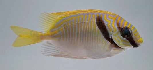 Blaustreifen-Kaninchenfisch (Siganus doliatus)