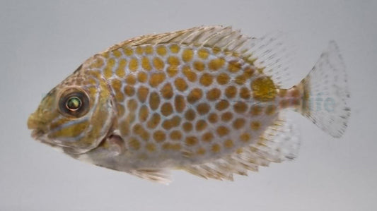 Kaninchenfisch (Siganus guttatus)