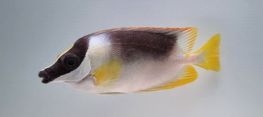 Andamanen-Fuchsgesicht (Siganus magnificus)