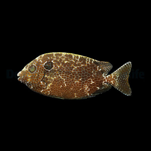 Gepunkteter Kaninchenfisch (Siganus punctatus)