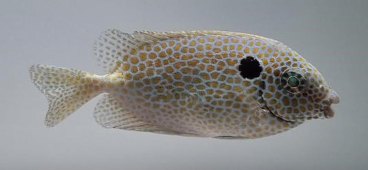 Gepunkteter Kaninchenfisch (Siganus punctatus)