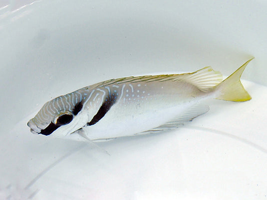Kopfband-Kaninchenfisch (Siganus virgatus)