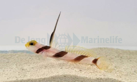 Stonogobiops nematodes – Wächtergrundel / Partnergrundel
