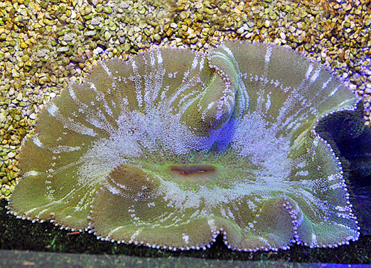 Stichodactyla spp.