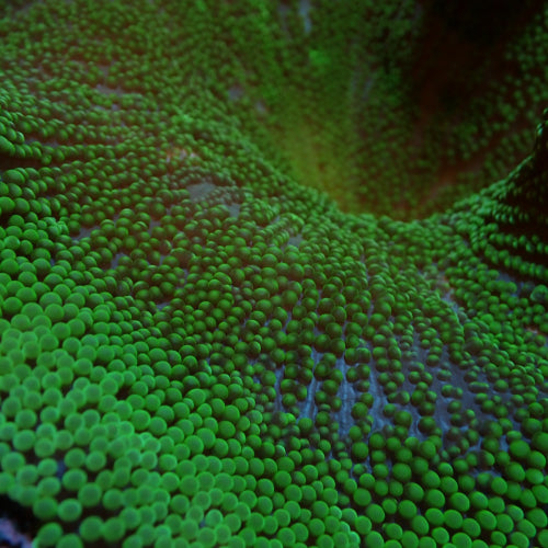 Stichodactyla spp. (Grün)
