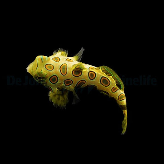 Pterosynchiropus picturatus Nachzucht
