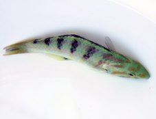 Hardwicks Lippfisch (Thalassoma hardwicke)