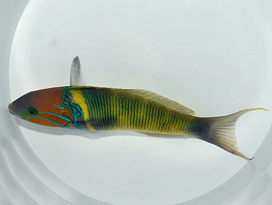 Goldbarren-Lippfisch (Thalassoma hebraicum)