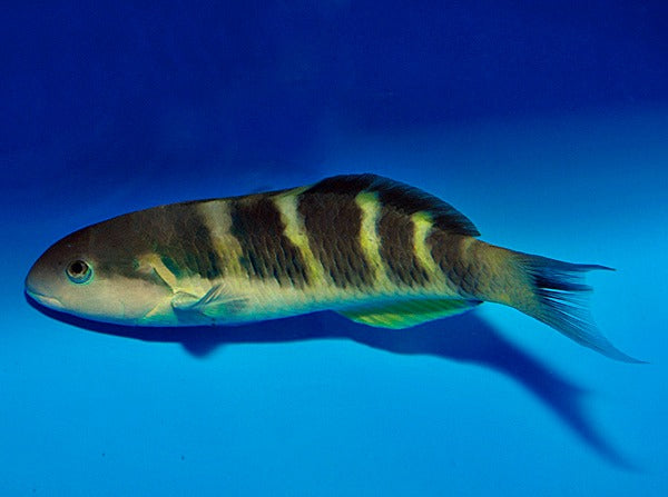 Janssens Lippfisch (Thalassoma jansenii)
