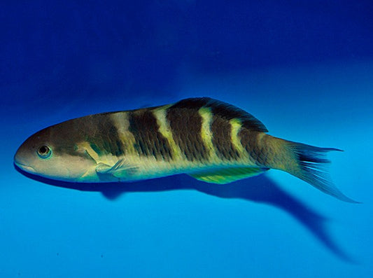 Janssens Lippfisch (Thalassoma jansenii)