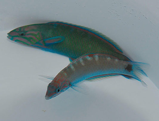 Mondsichel-Lippfisch (Thalassoma lunare)