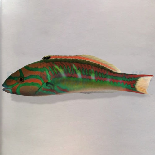 Rotstreifen-Junker (Thalassoma quinquevittatum)