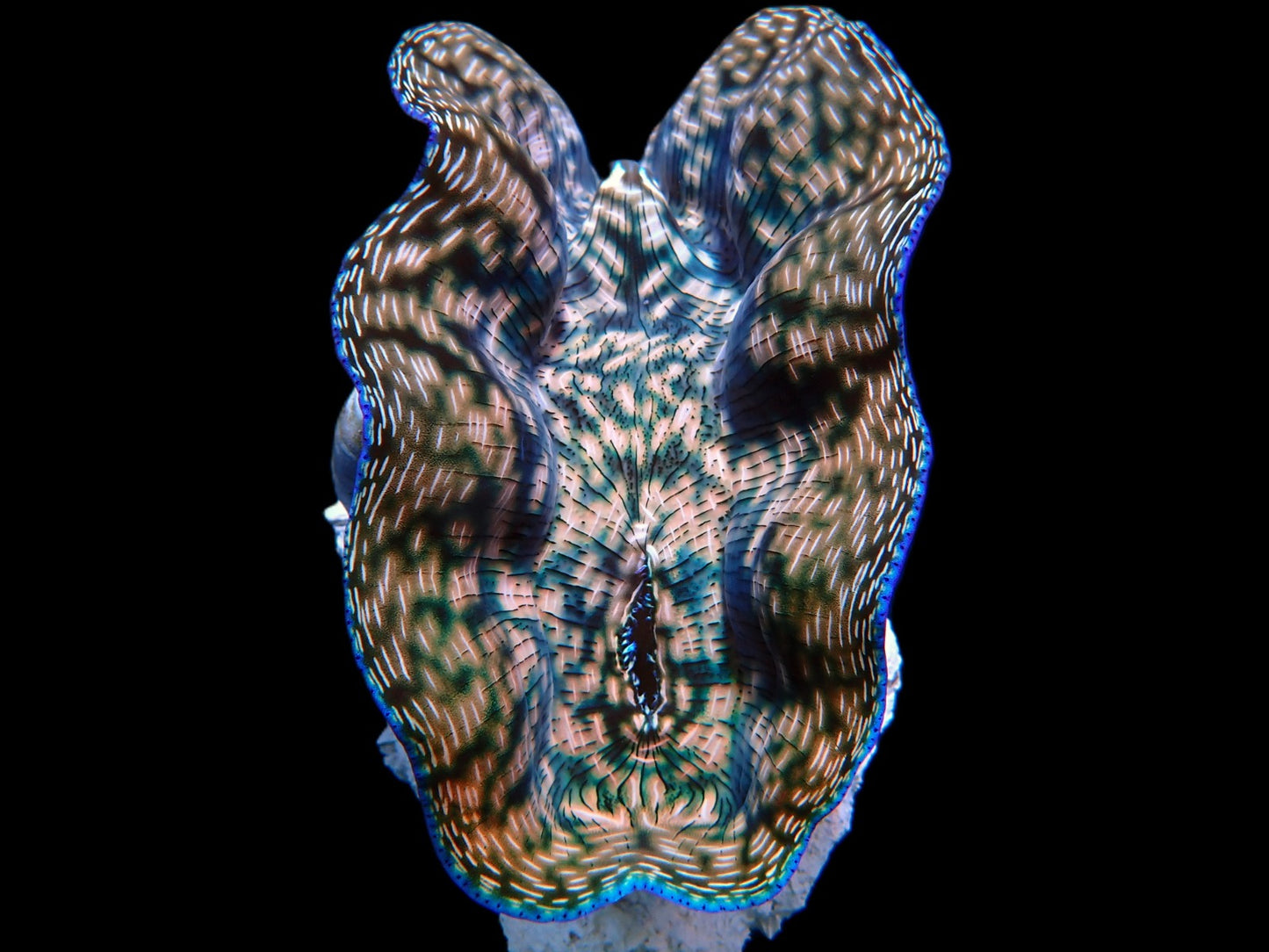 Tridacna derasa (6–7 cm) – Derasa-Riesenmuschel