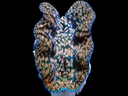 Tridacna derasa (6–7 cm) – Derasa-Riesenmuschel