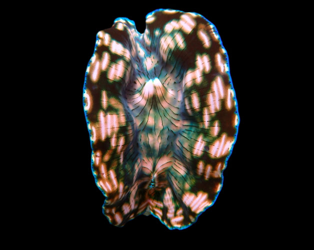 Tridacna derasa (6–7 cm) – Derasa-Riesenmuschel