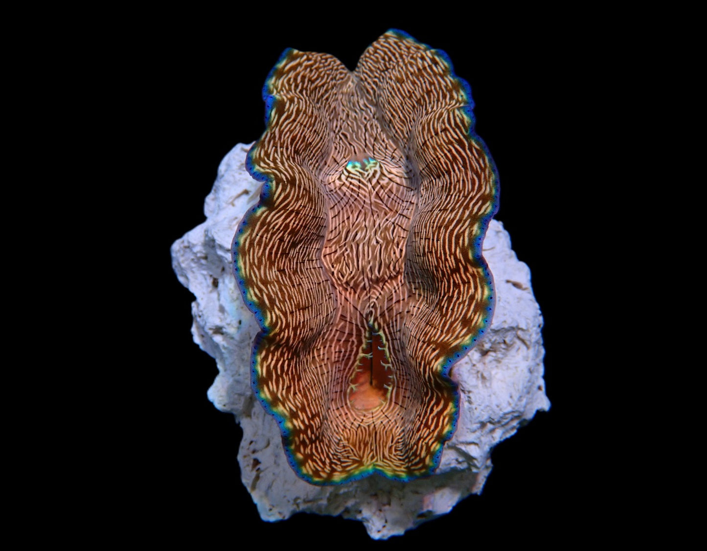 Tridacna derasa (6–7 cm) – Derasa-Riesenmuschel