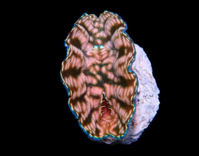 Tridacna derasa (6–7 cm) – Derasa-Riesenmuschel
