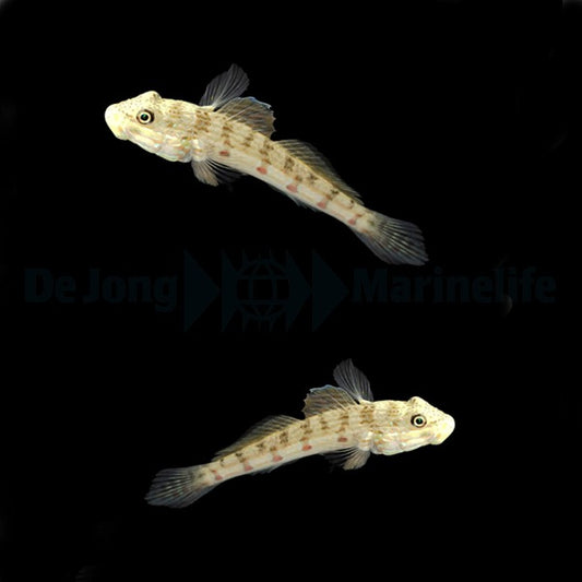 Valenciennea longipinnis – Langflossen-Partnergrundel (Paar)