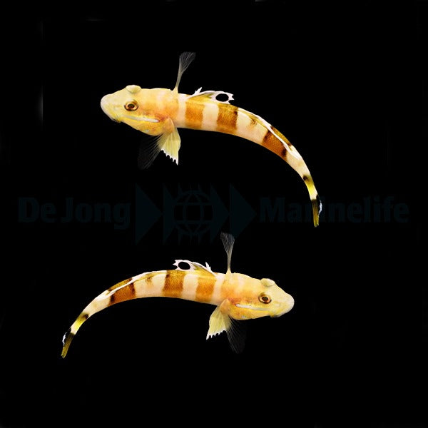 Valenciennea wardii – Ward’s Partnergrundel (Paar)