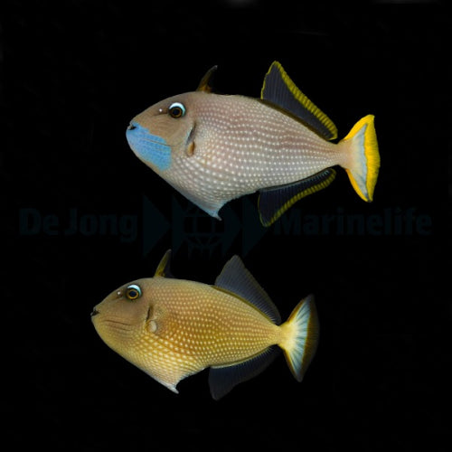 Paar Xanthichthys auromarginatus - Drückerfisch