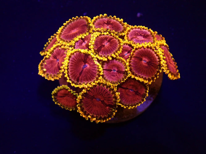 Krustenanemone (Zoanthus spp. Fake Lime Chilli) (frag)