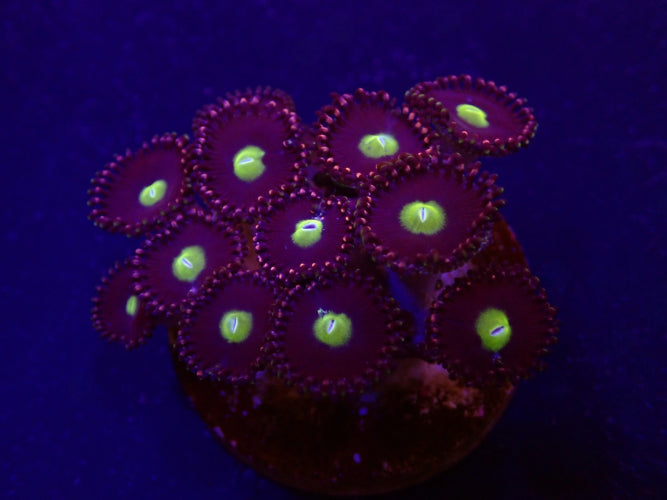 Krustenanemone (Zoanthus spp. Grade A) (frag)
