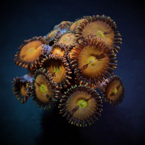 Krustenanemone (Zoanthus spp. Halle Berry) (frag)