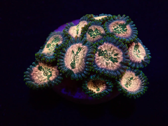 Krustenanemone (Zoanthus spp. Hawaiian People Eater) (frag)