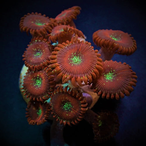 Krustenanemone (Zoanthus spp. Magician) (frag)