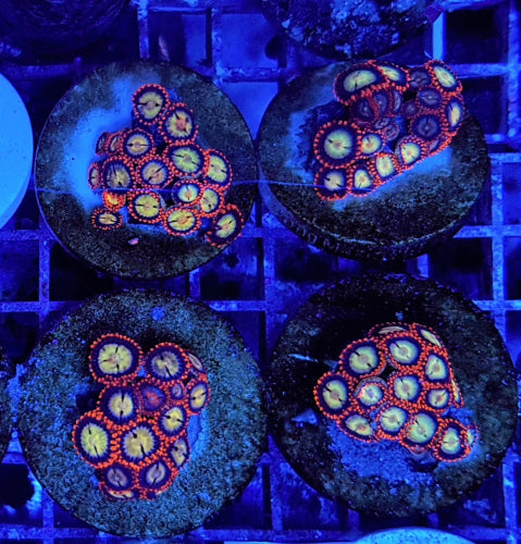 Krustenanemone (Zoanthus spp. Ultra) (frag)